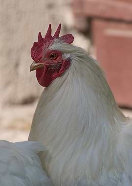 hen in the farm