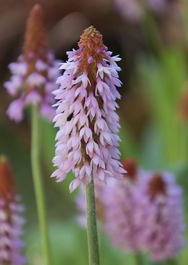 flower in spring season