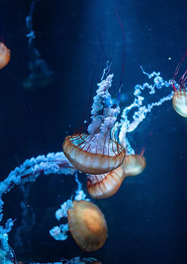 Jellyfish