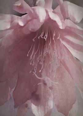 flower in spring season