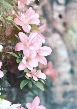 flower in spring season