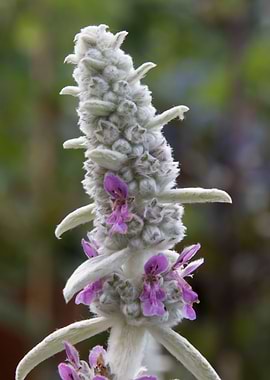flower in spring season