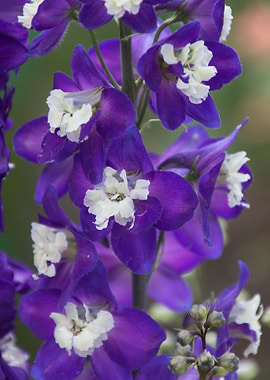 flower in spring season