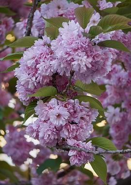 prunus tree in bloom