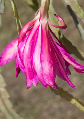 flower in spring season