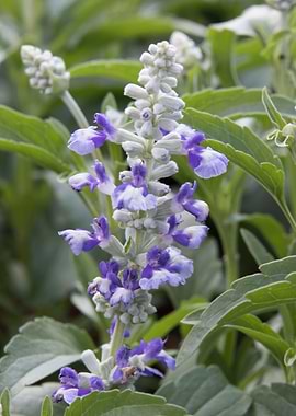 flower in spring season