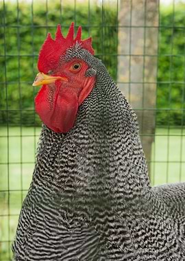 rooster collectibles