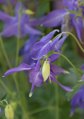 flower in spring season