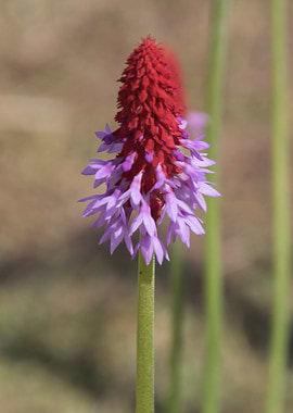 flower in spring season