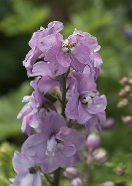 flower in spring season