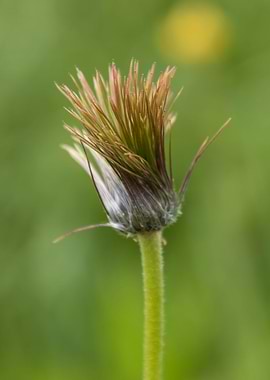 wildflower in the mountain