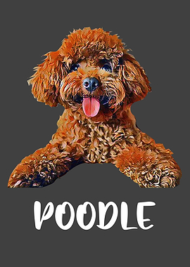 Dog Poodle Dog Lover Puppy