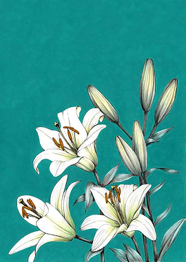 White lilies