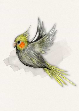 Flying female cockatiel