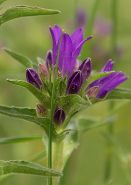 wildflower in the mountain