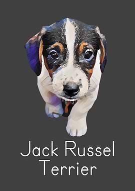 Dog Jack Russell Terrier