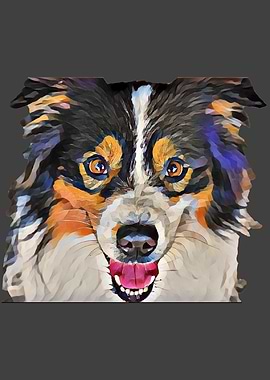 Dog Australian Shepherd