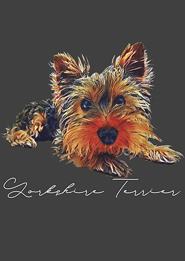 Dog Yorkshire Terrier Dog