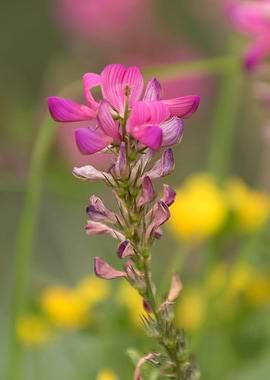wildflower in the mountain