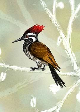 Blackrumped flameback