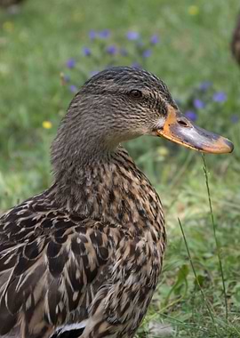 duck on lake