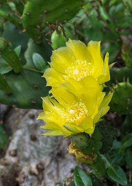 Yellow Cactus Flower