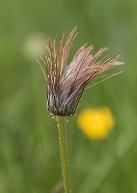 wildflower in the mountain