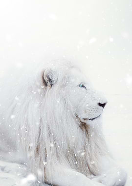 White Lion King Winter