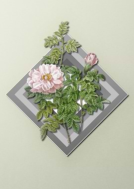 White Rose Flower Pastel