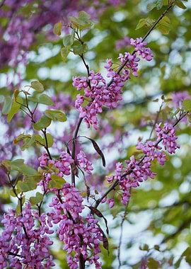 redbud siliquastrum