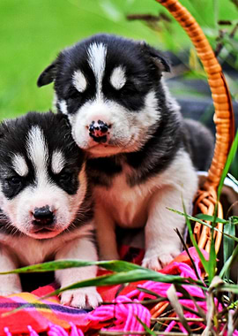 Two Cute Huskies