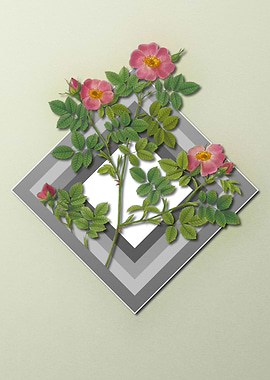 Red Rose Flower on Pastel