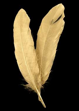 Golden Feather