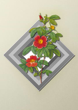 Red Rose Flower on Pastel