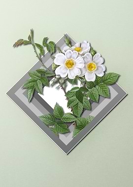 White Rose Flower Pastel