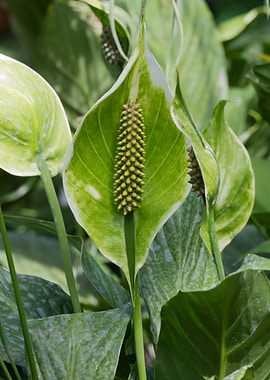 spathiphyllum flower