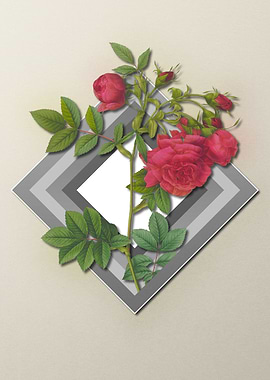 Red Rose Flower on Pastel