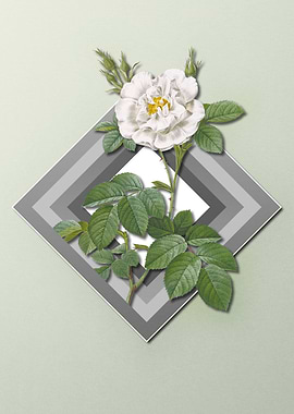 White Rose Flower Pastel