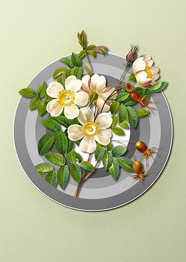 White Rose on Light Pastel