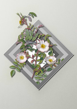 White Rose Flower Pastel