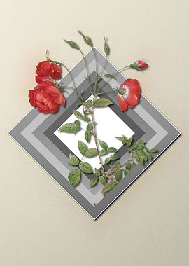 Red Rose Flower on Pastel