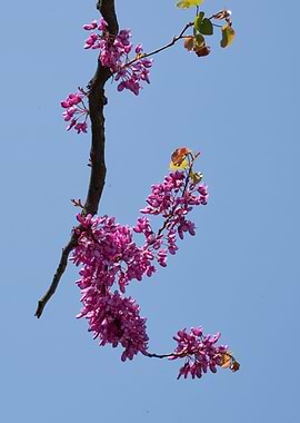 redbud siliquastrum