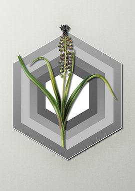 Hyacinth Flower on Pastel