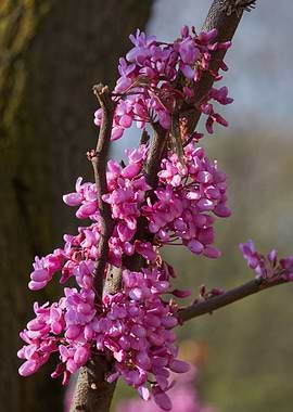 redbud siliquastrum