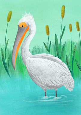 Dalmatian pelican