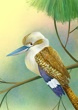 Kookaburra