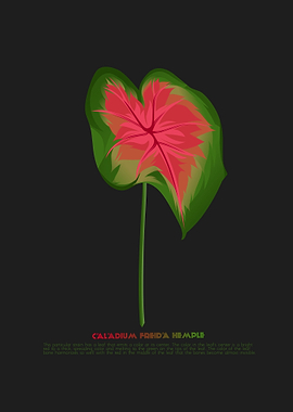 Caladium Freida Hemple