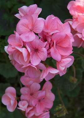 pink geranium in bloom