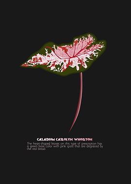 Caladium Carolyn Whorton
