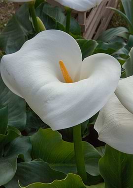 calla lily